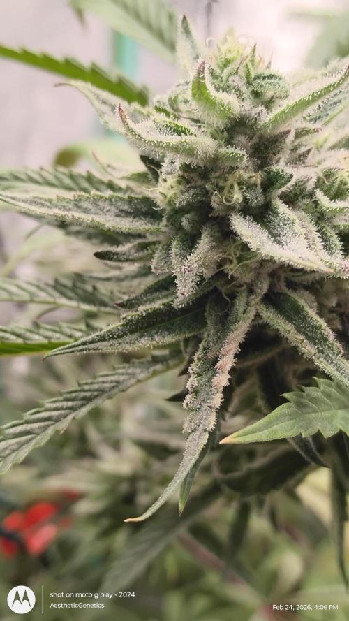 PLCG Bx2. Week 18
