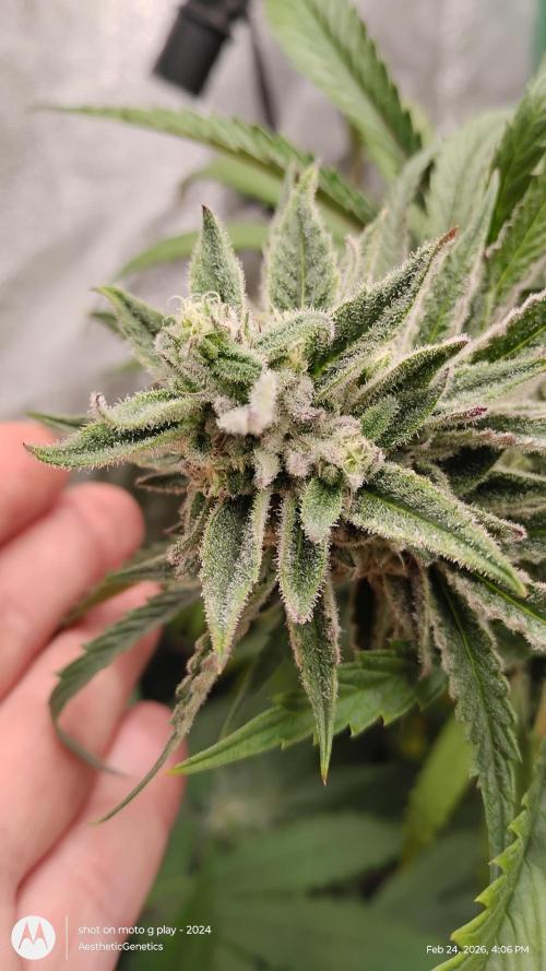 PLCG Bx2. Week 18