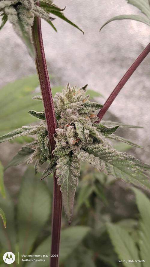 Reveg & Pollination. Week 12