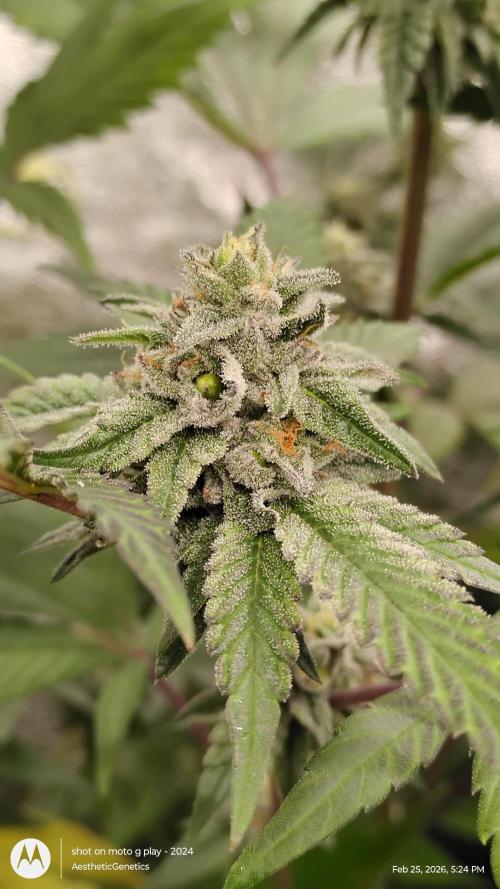 Reveg & Pollination. Week 12