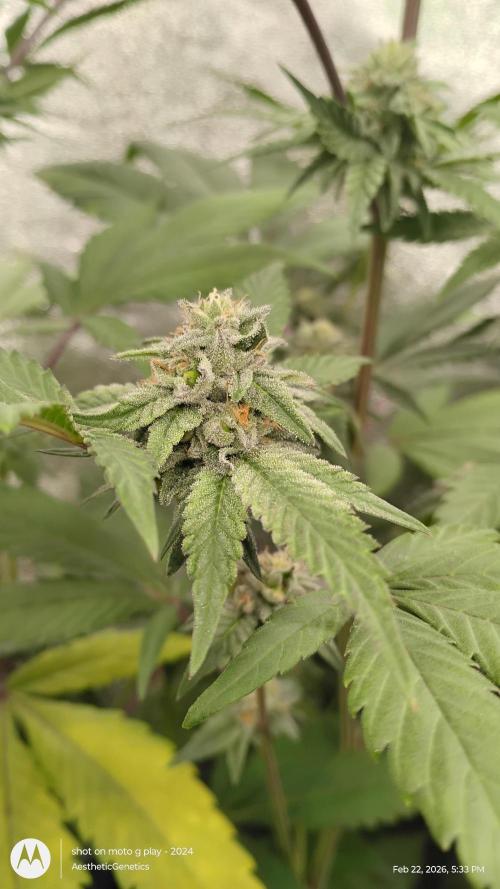 Reveg & Pollination. Week 12