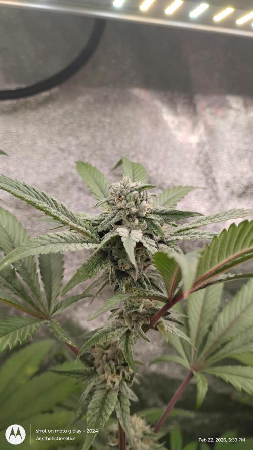 Reveg & Pollination. Week 12
