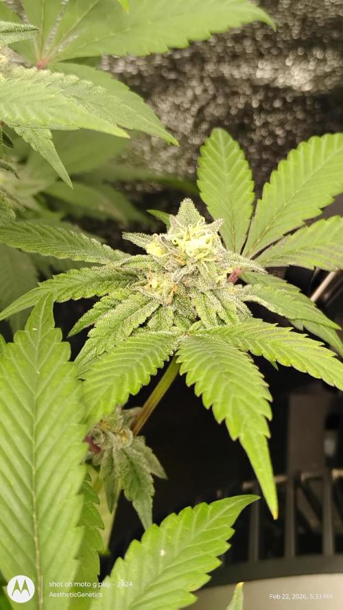 Reveg & Pollination. Week 12