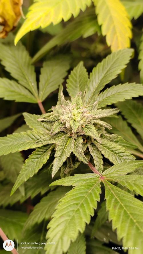 Purple Chrome Reveg. Week 9