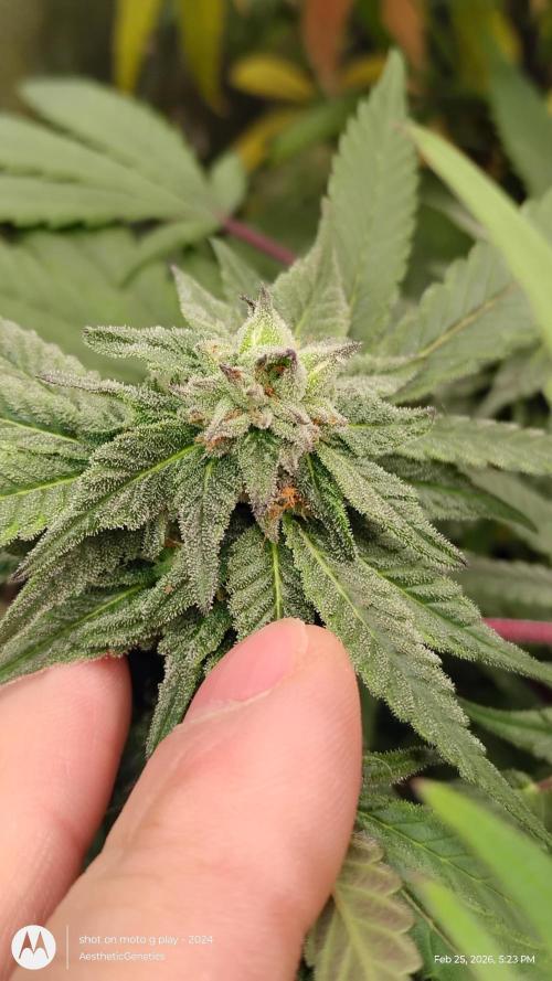 Purple Chrome Reveg. Week 9