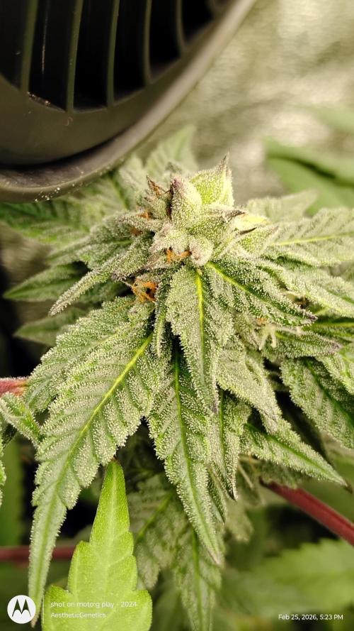 Purple Chrome Reveg. Week 9