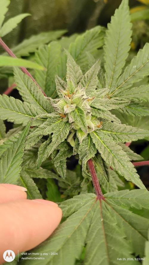 Purple Chrome Reveg. Week 9