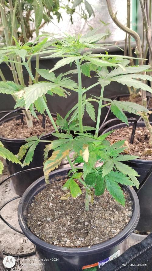 Eternity Grow Cup 2026. Week 7