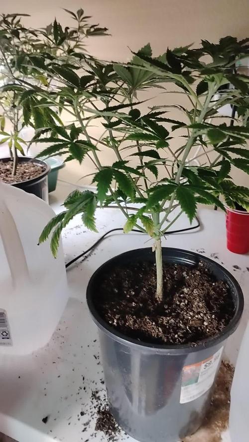 Izi Seeds- Permanent Blues