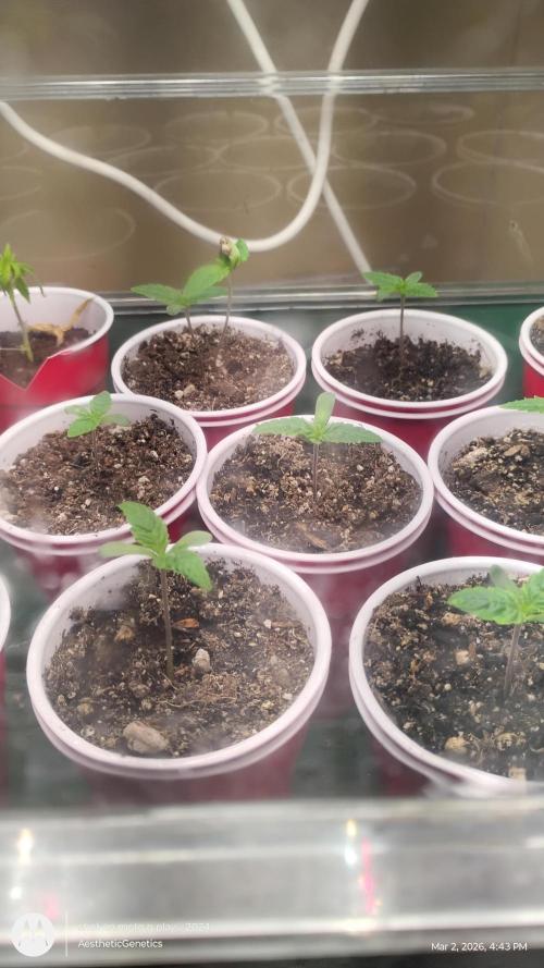 Super Sour Double Diesel Seed Hunt. Week 1