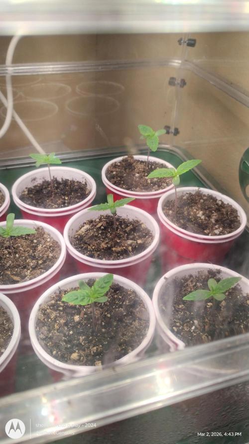 Super Sour Double Diesel Seed Hunt. Week 1