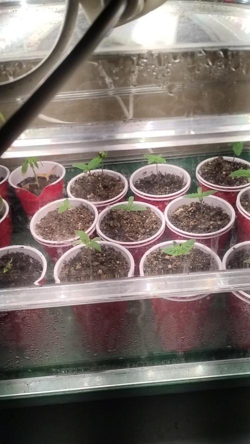 Super Sour Double Diesel Seed Hunt. Week 1