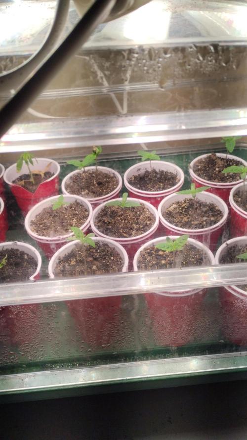 Super Sour Double Diesel Seed Hunt. Week 1