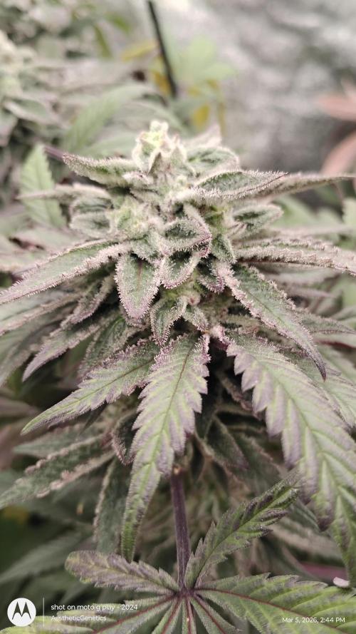 PLCG Bx2. Week 19