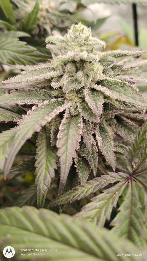 PLCG Bx2. Week 19