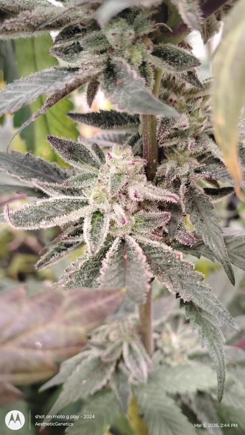 PLCG Bx2. Week 19