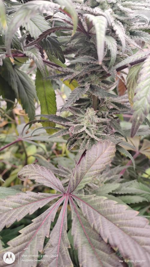 PLCG Bx2. Week 19