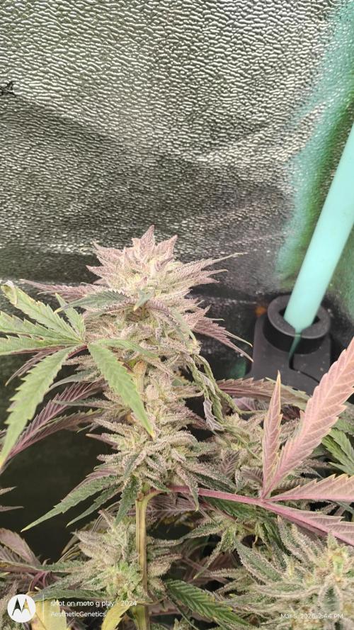 PLCG Bx2. Week 19