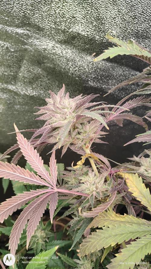 PLCG Bx2. Week 19