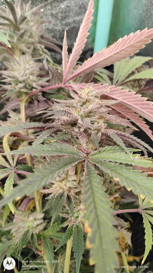 PLCG Bx2. Week 19