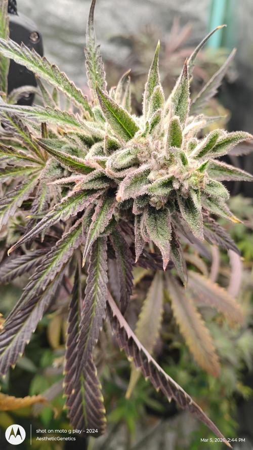 PLCG Bx2. Week 19