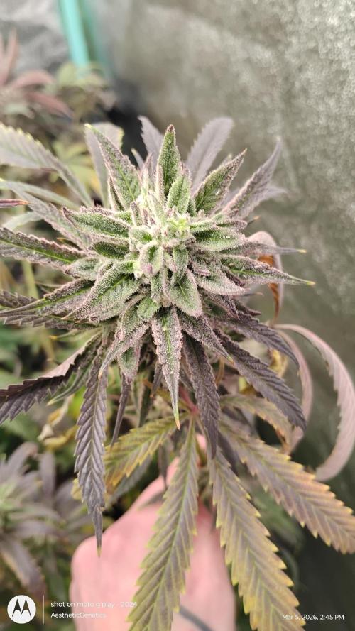 PLCG Bx2. Week 19
