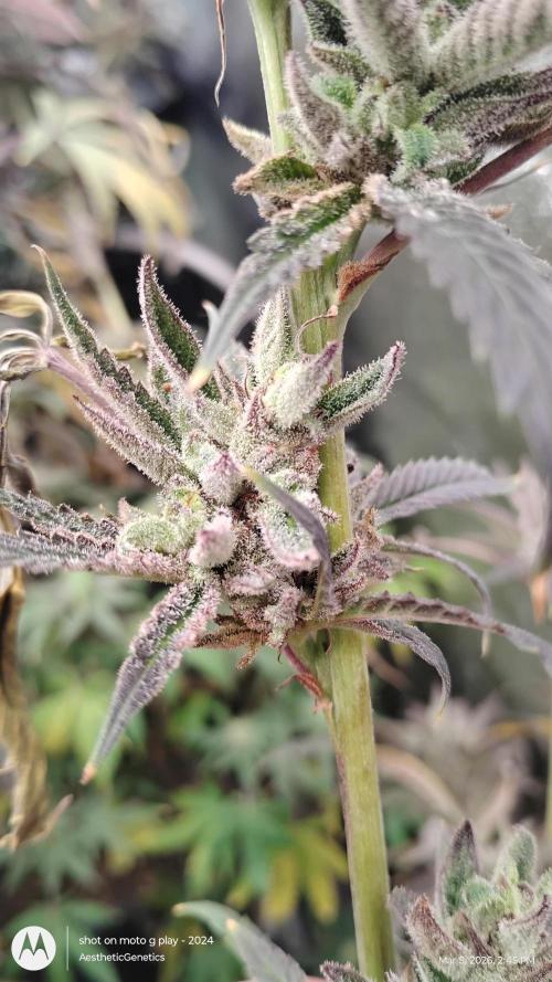 PLCG Bx2. Week 19