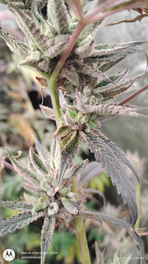 PLCG Bx2. Week 19