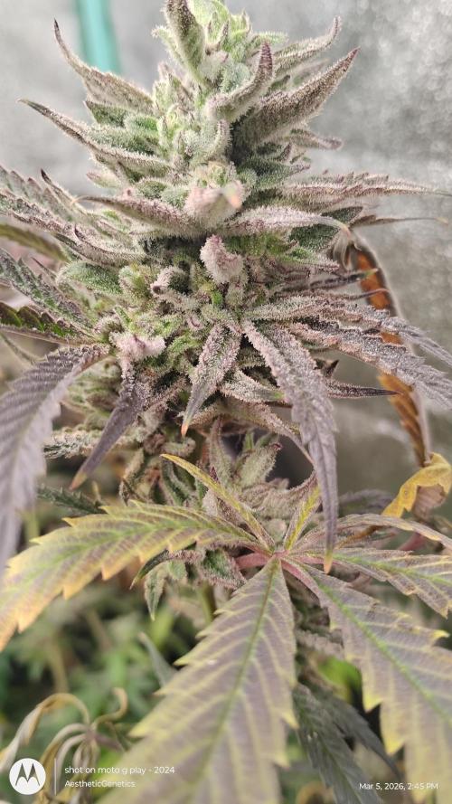 PLCG Bx2. Week 19