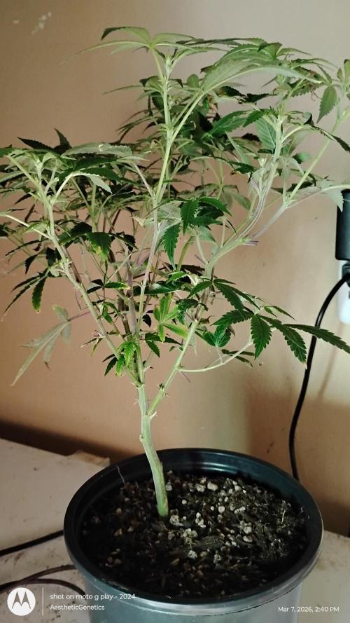 Rainbow Zoap Tiki Madman Cut. Week 7