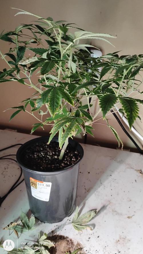 Rainbow Zoap Tiki Madman Cut. Week 7