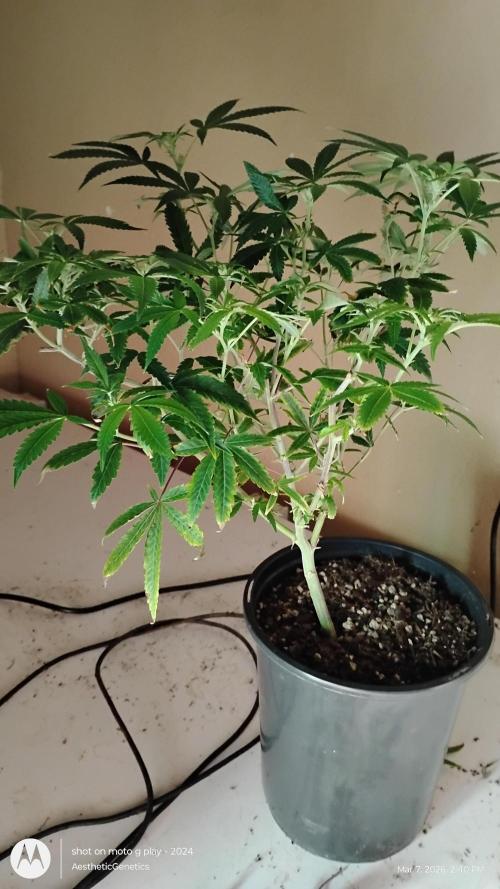 Rainbow Zoap Tiki Madman Cut. Week 7