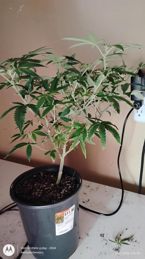 Rainbow Zoap Tiki Madman Cut. Week 7