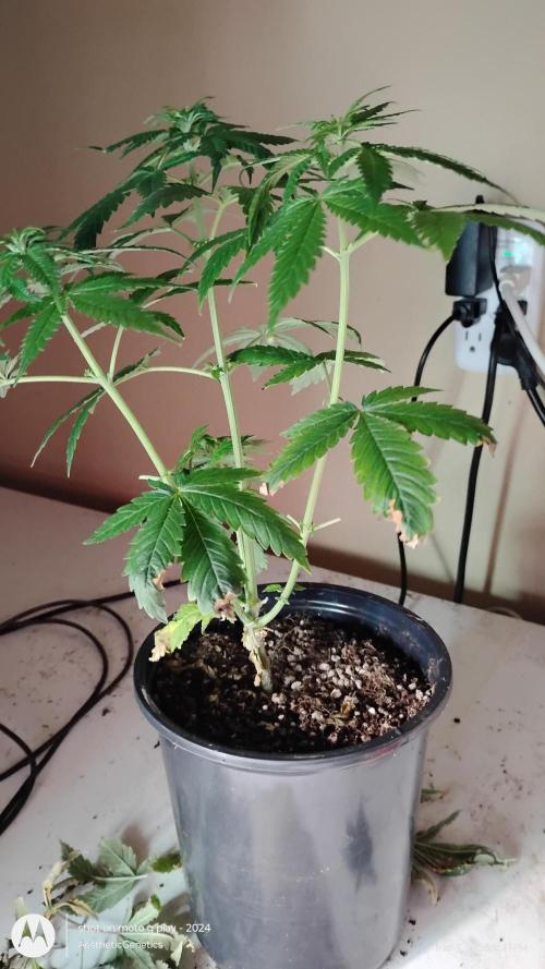 Eternity Grow Cup 2026. Week 8