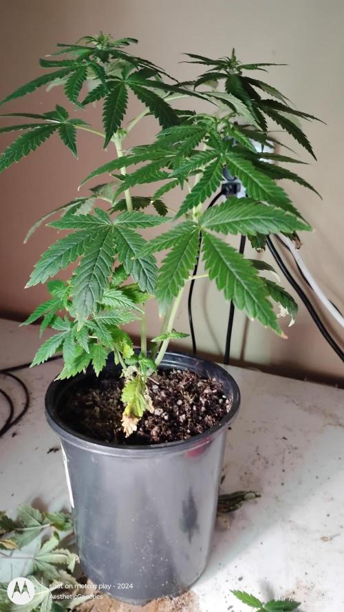 Eternity Grow Cup 2026. Week 8