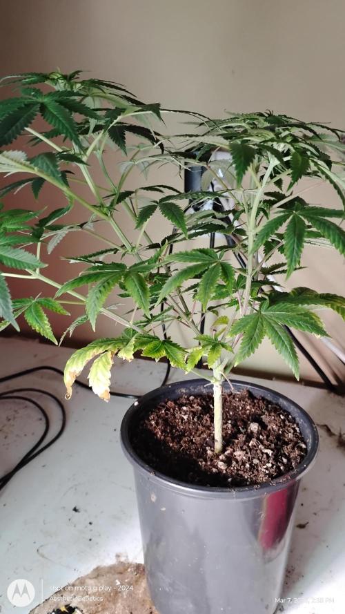 Izi Seeds- Permanent Blues. Week 8