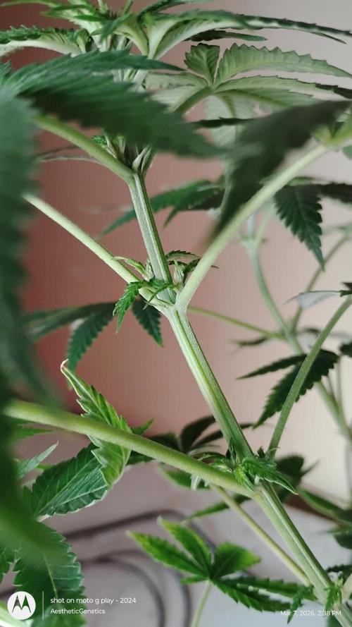 Izi Seeds- Permanent Blues. Week 8
