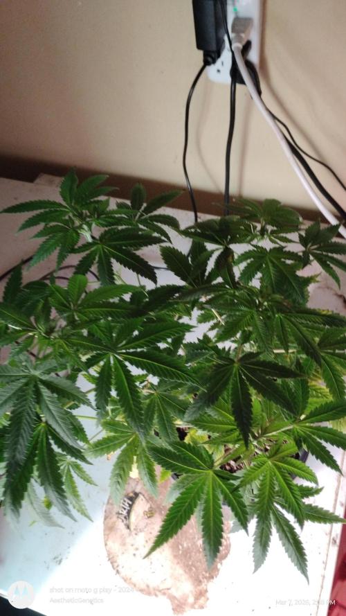 Izi Seeds- Permanent Blues. Week 8
