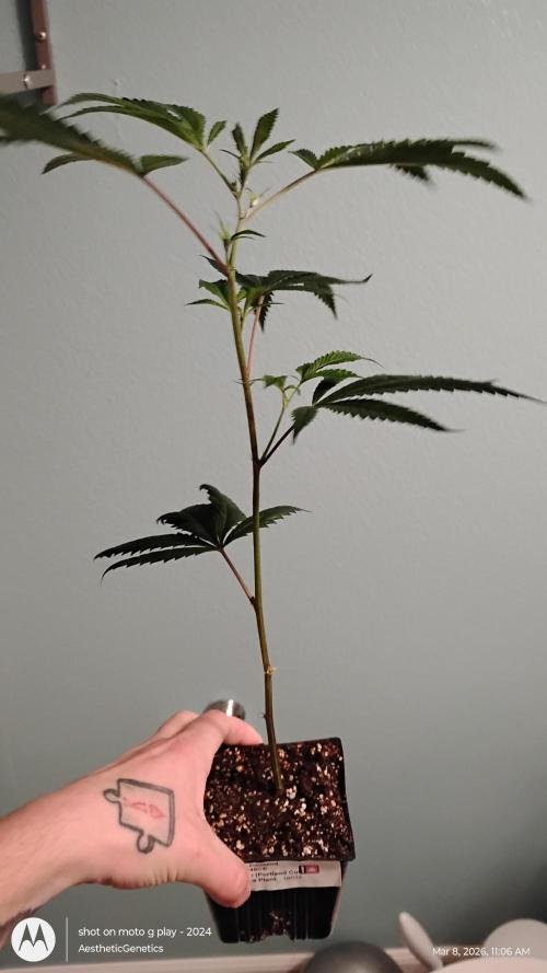 Real Deal OG Kush (PDX cut). Week 0