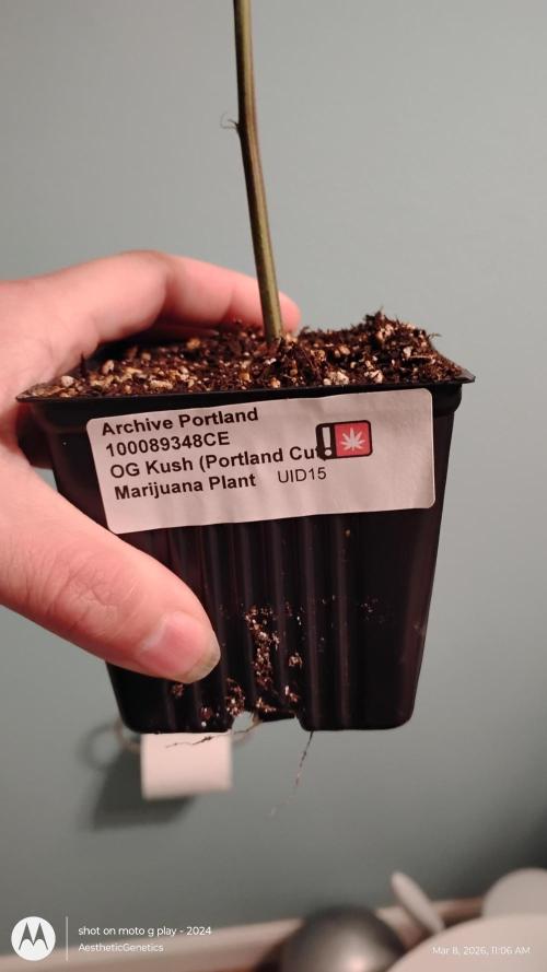 Real Deal OG Kush (PDX cut). Week 0