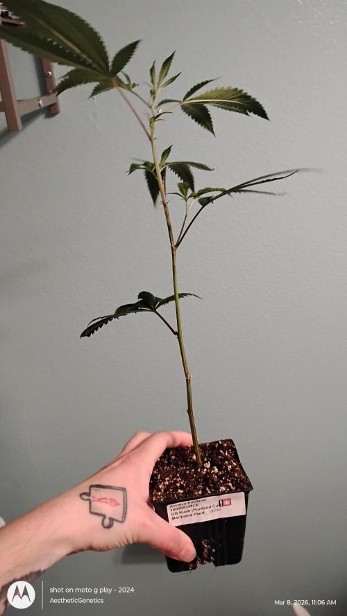 Real Deal OG Kush (PDX cut). Week 0