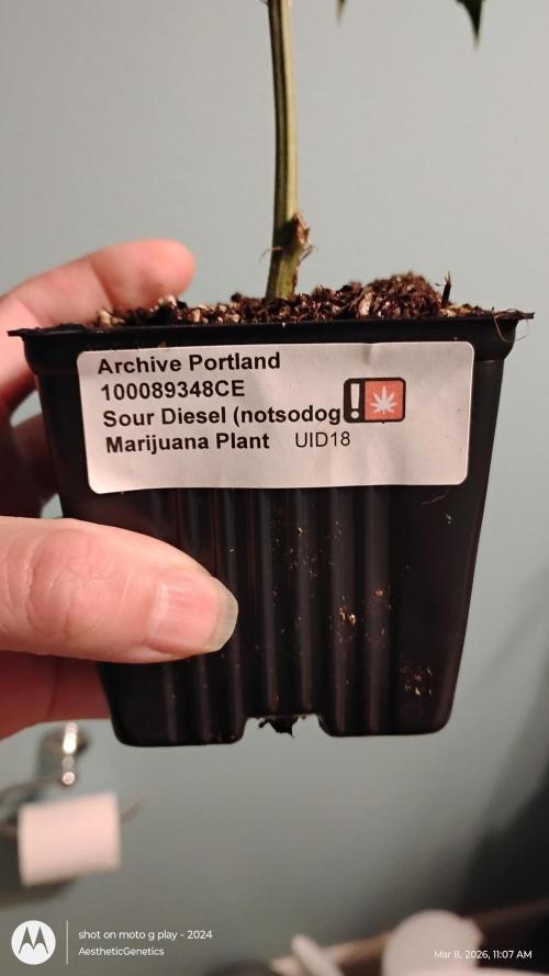 Real Deal Sour D ( notsodog cut). Week 0