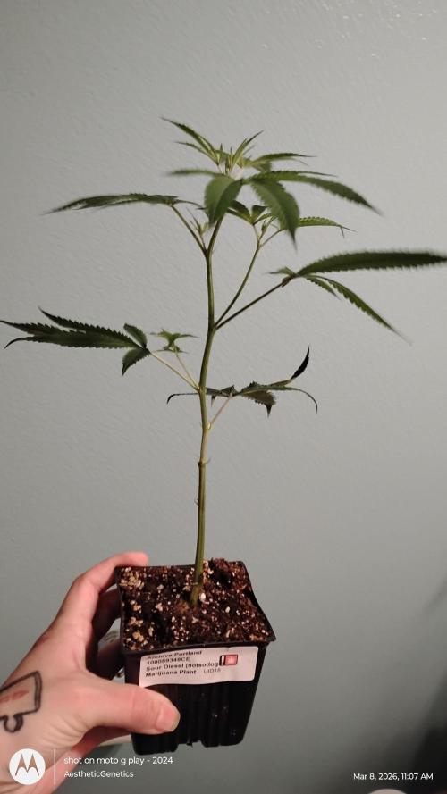 Real Deal Sour D ( notsodog cut). Week 0