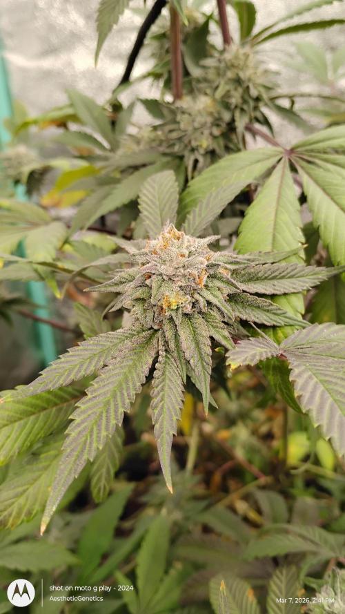 Reveg & Pollination. Week 13