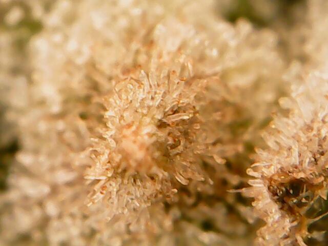 Reveg & Pollination. Week 13