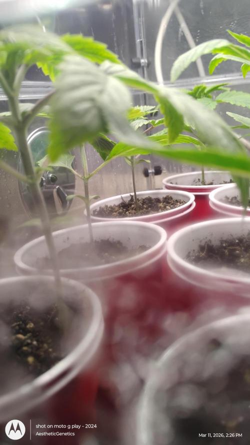 Super Sour Double Diesel Seed Hunt. Week 2