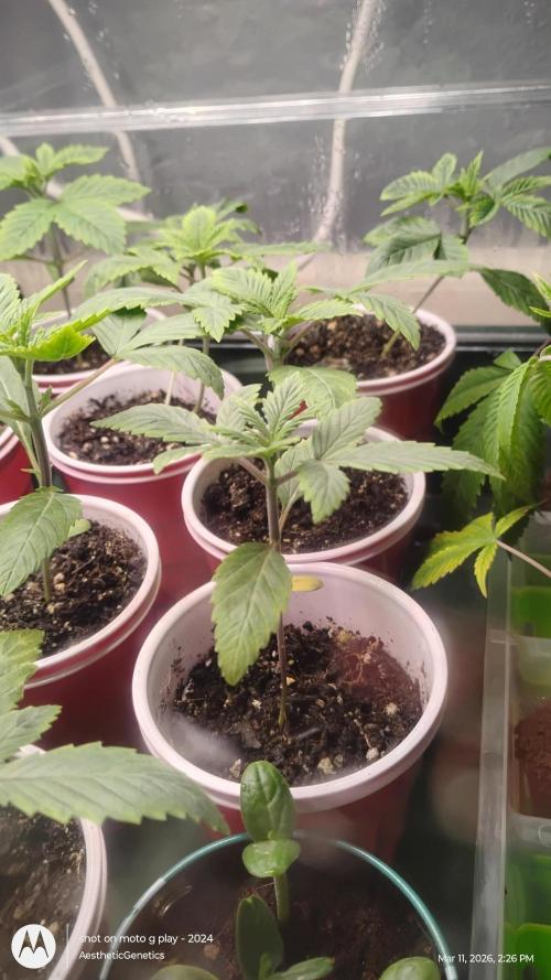 Super Sour Double Diesel Seed Hunt. Week 2