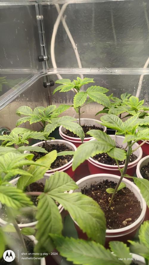Super Sour Double Diesel Seed Hunt. Week 2