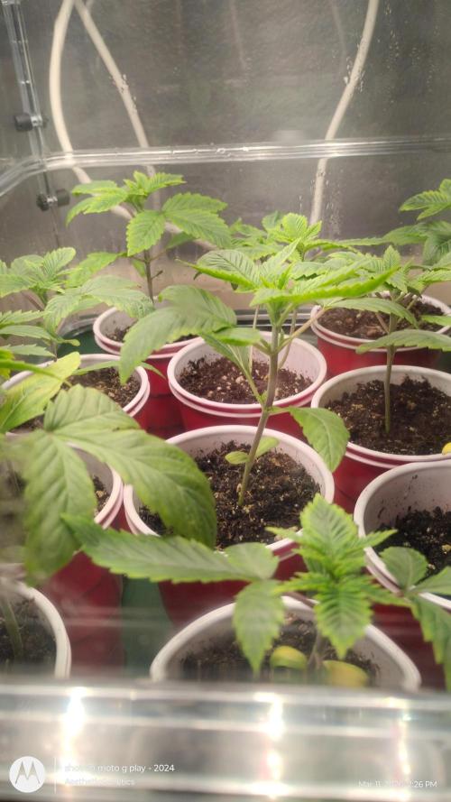 Super Sour Double Diesel Seed Hunt. Week 2