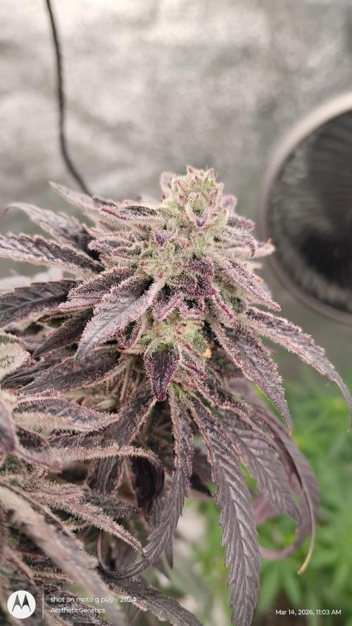 PLCG Bx2. Week 20